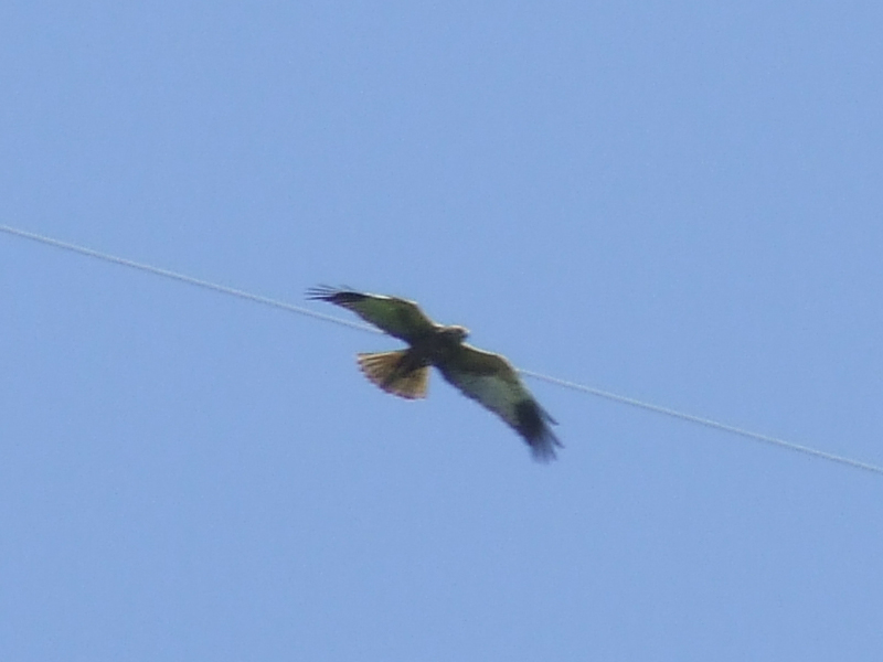 identificazione, poiana codabianca o falco di palude maschio